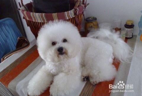 比熊可以吃牛腿瓜吗视频,揭秘牛腿瓜的适口性