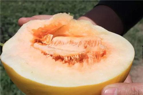 软肉蜜瓜怎么吃最好吃视频,视频教你如何吃出最佳口感