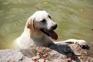 狗吃哈密瓜流泪正常吗视频,正常现象背后的科学原理