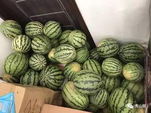 吃小瓜的小视频,揭秘吃小瓜小视频的甜蜜魅力