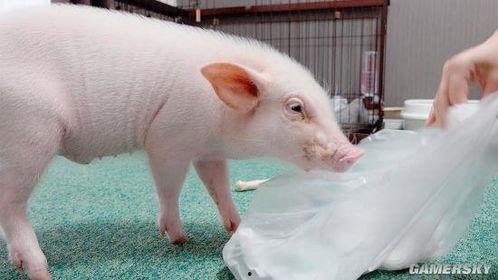 猪吃白兰瓜的视频大全,视频大全趣味盘点