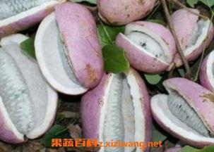 老头吃八月瓜视频在线观看,视频带你领略传统美味