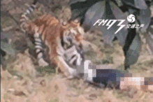 大连大虎吃瓜事件视频曝光