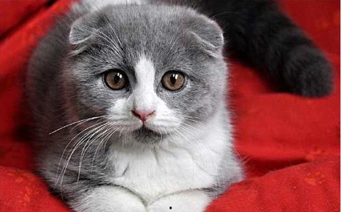 猫咪吃瓜配音视频大全集,猫咪配音视频合集欢乐盘点