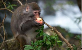 小胡猴子吃瓜视频下载,趣味横生的夏日娱乐盛宴