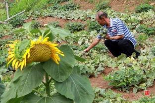 山东枣庄吃瓜比赛视频,一场别开生面的吃瓜大赛盛况