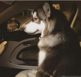 王可可吃瓜视频,揭秘娱乐圈幕后故事