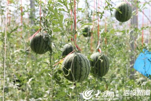 贵州道教吃瓜视频下载,探寻神秘道观里的独特食文化