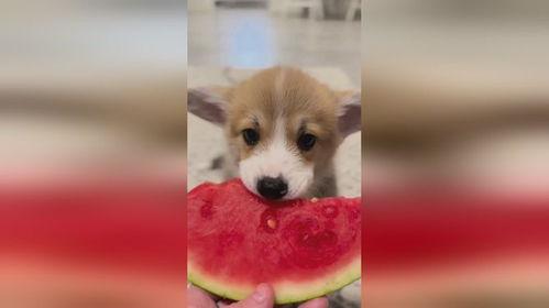 漫画小狗吃瓜视频大全,小狗吃瓜视频大盘点