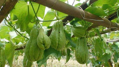 冬天可以吃佛手瓜嘛视频