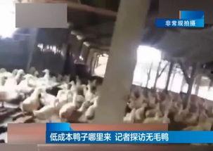 胶州吃瓜比赛事件真相视频,揭秘背后真相与争议