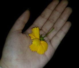 优质吃瓜群众视频大全