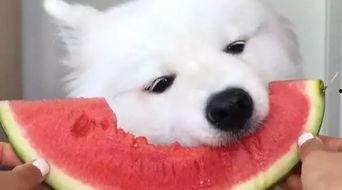 吃瓜群众的狗狗视频,萌态百出，网友直呼可爱爆表！