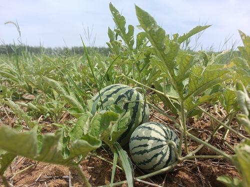 合肥滨湖吃瓜事件视频,一场引发热议的街头冲突瞬间