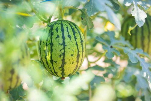 黑龙江吃瓜视频地址