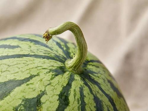 上海吃瓜视频大全,一网打尽魔都美食风情