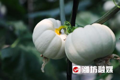 潍坊市最新吃瓜视频,揭秘街头热辣事件