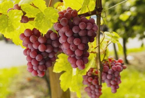 摘葡萄吃蜜瓜视频