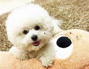 比熊可以吃蒲瓜吗图片视频,健康美味两不误