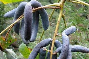 吃猫屎瓜的视频