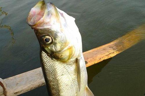 路亚女钓友吃瓜视频,揭秘钓场趣事与钓技分享