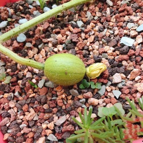 一段吃瓜视频在哪里看到