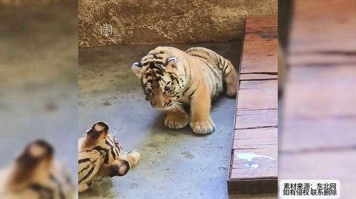 小老虎外卖吃瓜视频下载