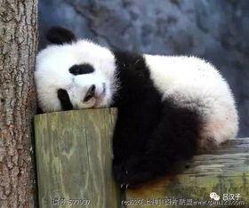 熊猫吃瓜视频合集,萌态百出，欢乐无限