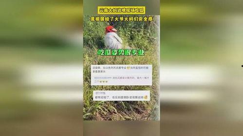 云南吃瓜大妈是谁视频