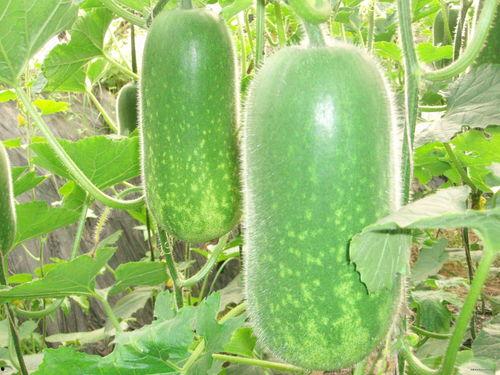 八卦吃瓜烤火视频大全,视频大全带你领略欢乐时光