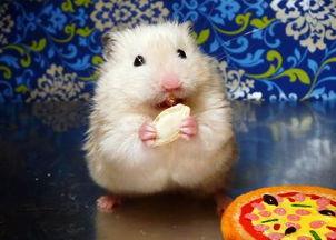 仓鼠可以吃马泡瓜吗视频,仓鼠的新鲜美味小零食