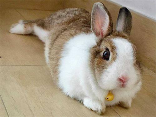 困困兔原版视频高清观看吃瓜,困困兔原版视频中的吃瓜瞬间