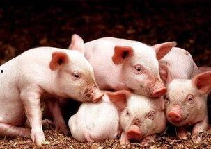 欢乐猪窝吃瓜视频下载