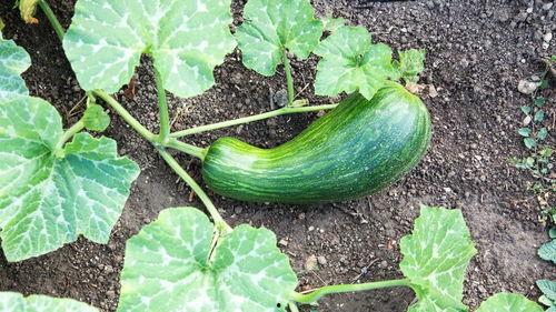 四川瓠瓜怎么吃才好吃视频,解锁家常佳肴新境界