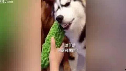 二哈吃瓜视频全集,笑料横生的欢乐瞬间大盘点