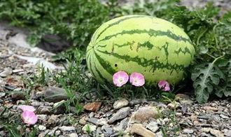 苏州吃瓜曝光视频,一场街头美食的视觉盛宴