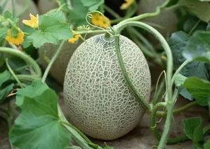 小夫夏天吃哈密瓜视频,小夫畅享哈密瓜的甜蜜时光