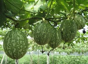 蒸吊瓜吃有什么好处吗视频,家常美味与健康同行