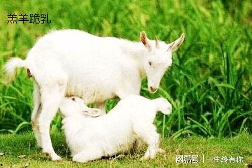 网红吃瓜小羊没烦恼吃瓜网视频