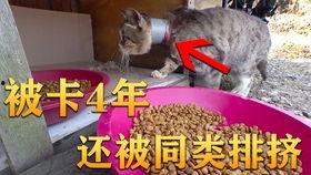 吃瓜视频宣传,揭秘娱乐圈幕后故事，带你走进明星真实生活